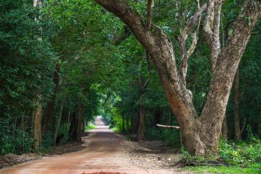 Sri Lanka, Asya 'daki Sigirya Dağı çevresindeki orman manzarası