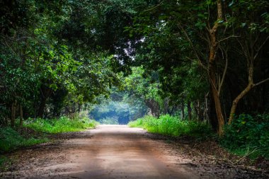 Sri Lanka, Asya 'daki Sigirya Dağı çevresindeki orman manzarası