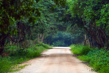 Sri Lanka, Asya 'daki Sigirya Dağı çevresindeki orman manzarası