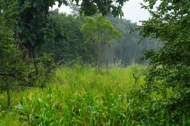 Habarana, Sri Lanka, Asya 'daki Hurulu Eco Park' ın manzaralı yağmurlu manzarası