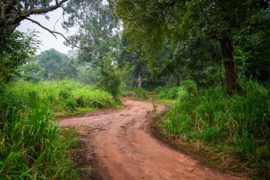 Habarana, Sri Lanka, Asya 'daki Hurulu Eco Park' ın manzaralı yağmurlu manzarası