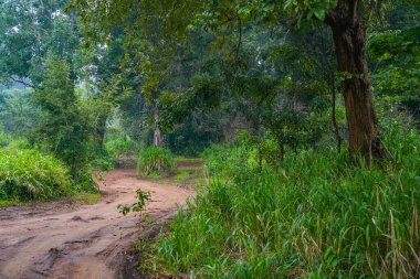 Habarana, Sri Lanka, Asya 'daki Hurulu Eco Park' ın manzaralı yağmurlu manzarası