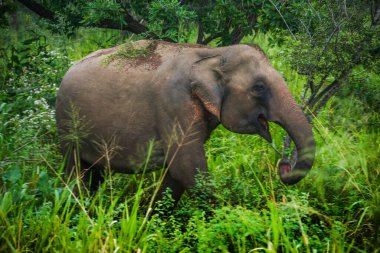 Hurulu Eco Park 'ta vahşi filler, Havarana, Sri Lanka, Asya. Vahşi Fil Safarisi.