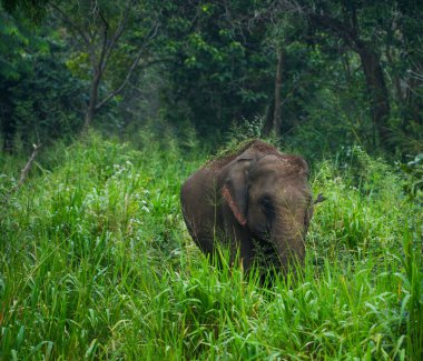 Hurulu Eco Park 'ta vahşi filler, Havarana, Sri Lanka, Asya. Vahşi Fil Safarisi.