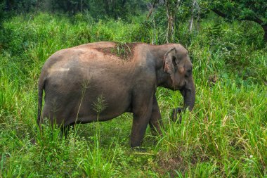 Hurulu Eco Park 'ta vahşi filler, Havarana, Sri Lanka, Asya. Vahşi Fil Safarisi.