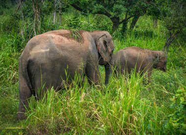 Hurulu Eco Park 'ta vahşi filler, Havarana, Sri Lanka, Asya. Vahşi Fil Safarisi.