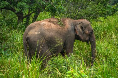 Hurulu Eco Park 'ta vahşi filler, Havarana, Sri Lanka, Asya. Vahşi Fil Safarisi.