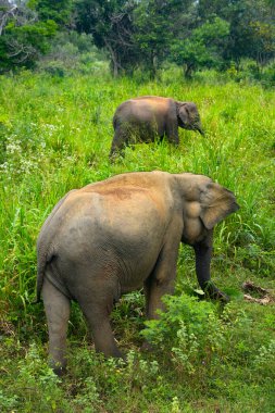 Hurulu Eco Park 'ta vahşi filler, Havarana, Sri Lanka, Asya. Vahşi Fil Safarisi.