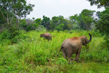 Hurulu Eco Park 'ta vahşi filler, Havarana, Sri Lanka, Asya. Vahşi Fil Safarisi.