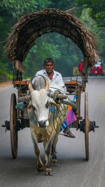 Sigiriya, Sri Lanka, Asya 'da at arabalı bir öküz.