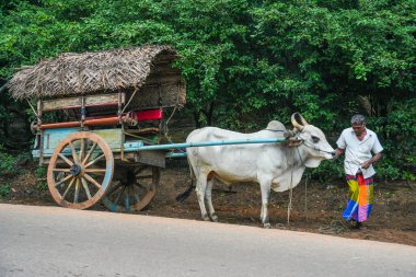 Sigiriya, Sri Lanka, Asya 'da at arabalı bir öküz.