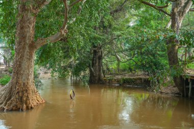 Sri Lanka, Asya 'daki Sigirya Kaya Kalesi etrafındaki su birikintileri ve kanallar