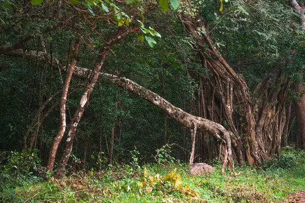 Sri Lanka, Asya 'daki Sigirya Dağı çevresindeki orman manzarası