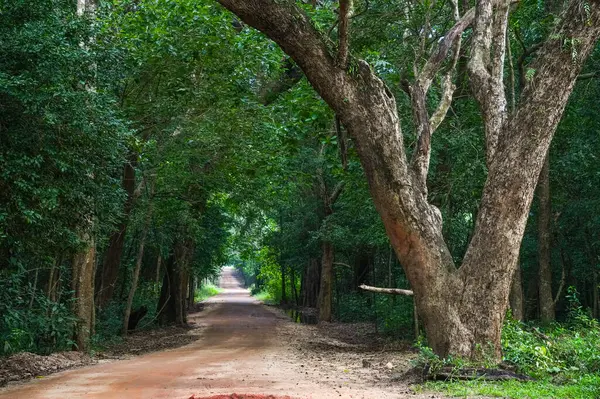 Sri Lanka, Asya 'daki Sigirya Dağı çevresindeki orman manzarası