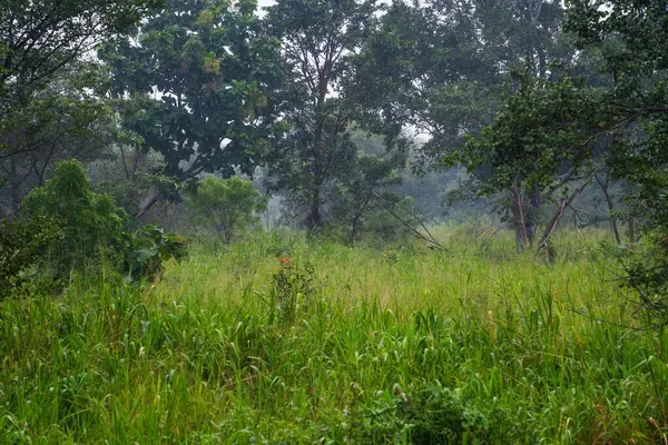 Habarana, Sri Lanka, Asya 'daki Hurulu Eco Park' ın manzaralı yağmurlu manzarası
