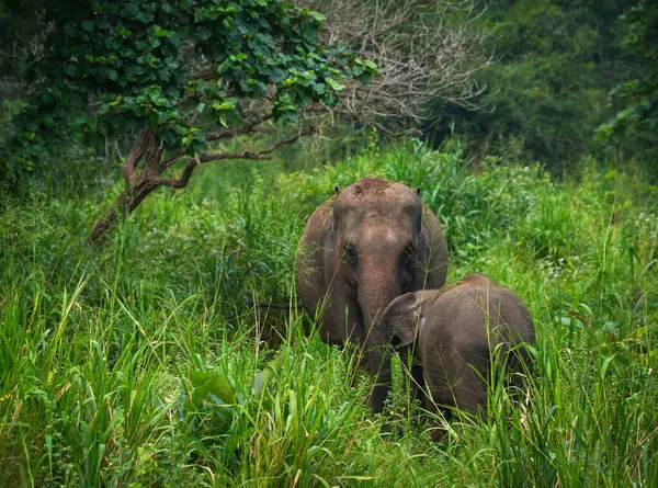 Hurulu Eco Park 'ta vahşi filler, Havarana, Sri Lanka, Asya. Vahşi Fil Safarisi.