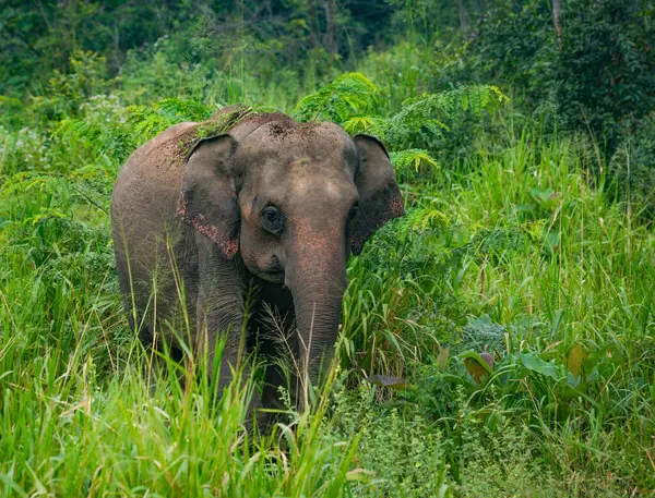 Hurulu Eco Park 'ta vahşi filler, Havarana, Sri Lanka, Asya. Vahşi Fil Safarisi.