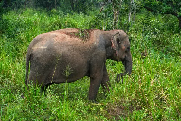 Hurulu Eco Park 'ta vahşi filler, Havarana, Sri Lanka, Asya. Vahşi Fil Safarisi.