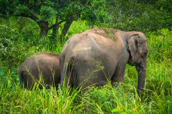 Hurulu Eco Park 'ta vahşi filler, Havarana, Sri Lanka, Asya. Vahşi Fil Safarisi.
