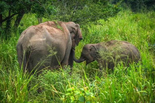 Hurulu Eco Park 'ta vahşi filler, Havarana, Sri Lanka, Asya. Vahşi Fil Safarisi.