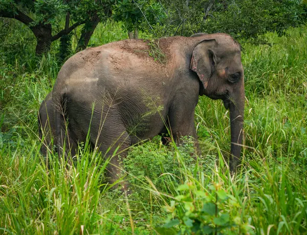 Hurulu Eco Park 'ta vahşi filler, Havarana, Sri Lanka, Asya. Vahşi Fil Safarisi.