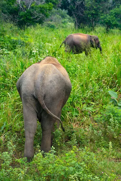 Hurulu Eco Park 'ta vahşi filler, Havarana, Sri Lanka, Asya. Vahşi Fil Safarisi.