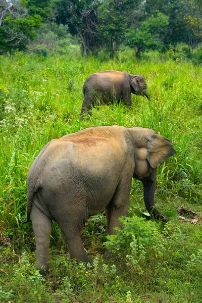 Hurulu Eco Park 'ta vahşi filler, Havarana, Sri Lanka, Asya. Vahşi Fil Safarisi.