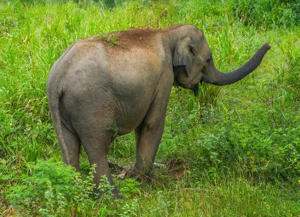 Hurulu Eco Park 'ta vahşi filler, Havarana, Sri Lanka, Asya. Vahşi Fil Safarisi.