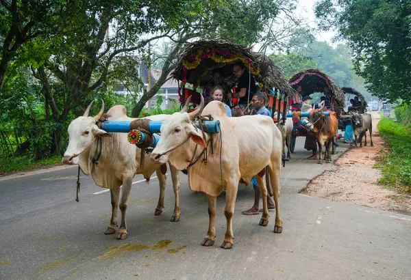 Sigiriya, Sri Lanka, Asya 'da at arabalı bir öküz.