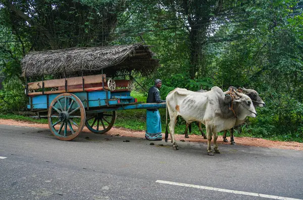 Sigiriya, Sri Lanka, Asya 'da at arabalı bir öküz.