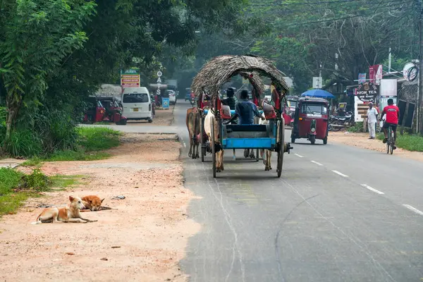 Sigiriya, Sri Lanka, Asya 'da at arabalı bir öküz.