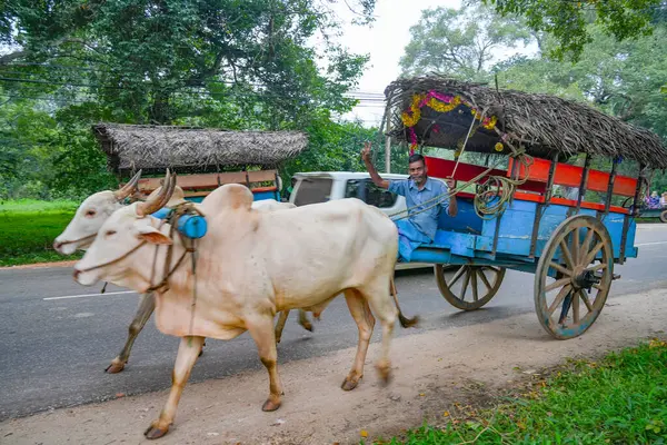 Sigiriya, Sri Lanka, Asya 'da at arabalı bir öküz.
