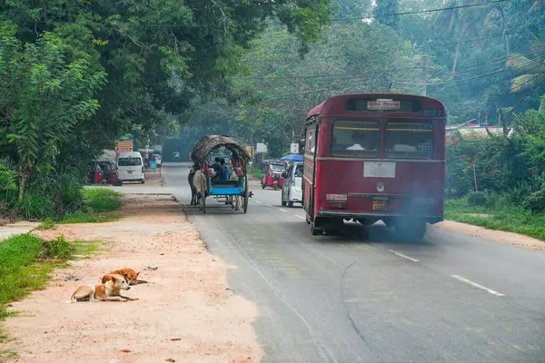 Sigiriya, Sri Lanka, Asya 'da at arabalı bir öküz.