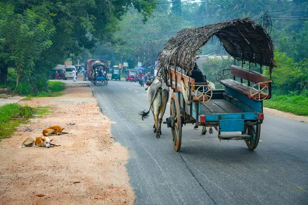 Sigiriya, Sri Lanka, Asya 'da at arabalı bir öküz.