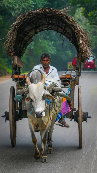 Sigiriya, Sri Lanka, Asya 'da at arabalı bir öküz.