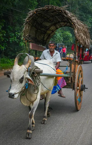 Sigiriya, Sri Lanka, Asya 'da at arabalı bir öküz.
