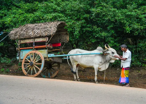 Sigiriya, Sri Lanka, Asya 'da at arabalı bir öküz.