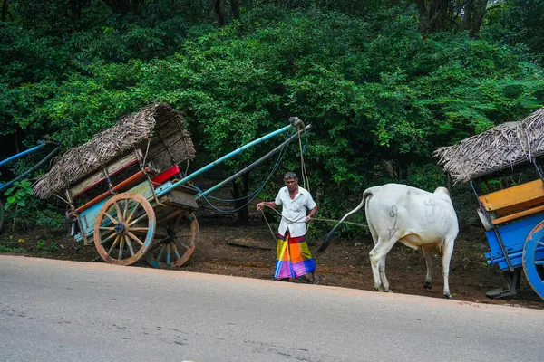 Sigiriya, Sri Lanka, Asya 'da at arabalı bir öküz.