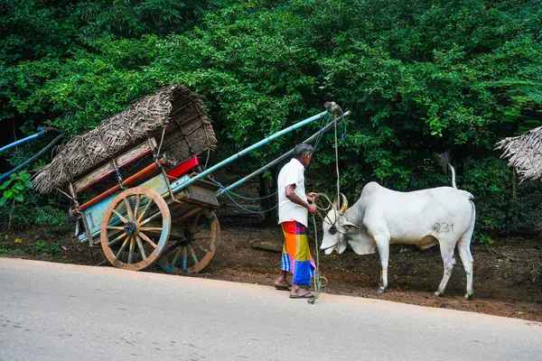 Sigiriya, Sri Lanka, Asya 'da at arabalı bir öküz.