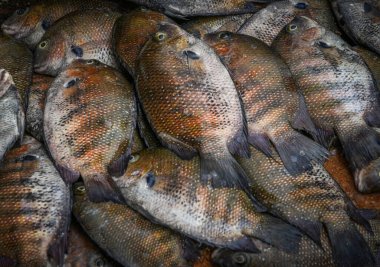 Sri Lanka 'daki deniz balığı pazarı. Sokak pazarı. Taze balık satışı. Taze balık. Balık dükkanı. Restoran için ürünler. Balıkçılık. Asya mutfağı. Deniz ürünleri. Sağlıklı beslenme. Balıkçı. Yakala. Taze yemek.