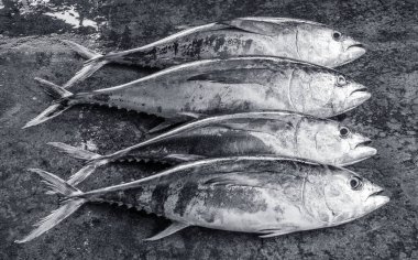 Sri Lanka 'daki deniz balığı pazarı. Sokak pazarı. Taze balık satışı. Taze balık. Balık dükkanı. Restoran için ürünler. Balıkçılık. Asya mutfağı. Deniz ürünleri. Sağlıklı beslenme. Balıkçı. Yakala. Taze yemek.