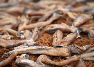 Asya, Sri Lanka sahilinde kuru balık.