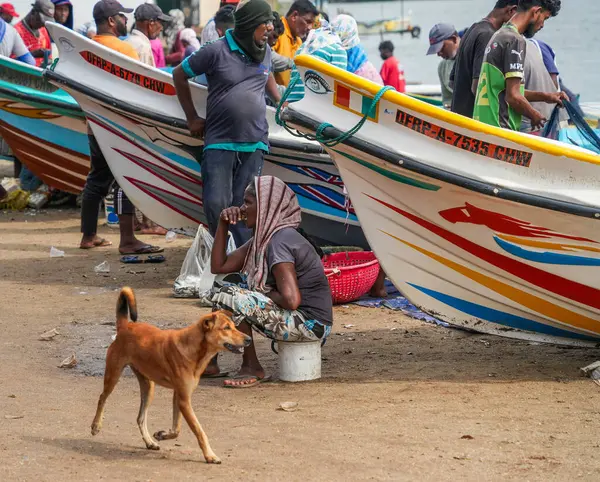 Chillaw, Sri Lanka, Asya 'daki balık pazarı