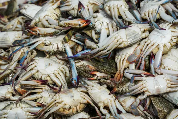 Negombo, Sri Lanka, Asya 'daki balık pazarındaki yengeçler