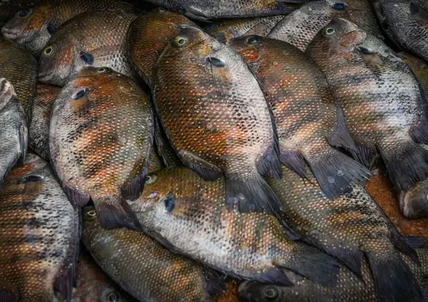 Sri Lanka 'daki deniz balığı pazarı. Sokak pazarı. Taze balık satışı. Taze balık. Balık dükkanı. Restoran için ürünler. Balıkçılık. Asya mutfağı. Deniz ürünleri. Sağlıklı beslenme. Balıkçı. Yakala. Taze yemek.