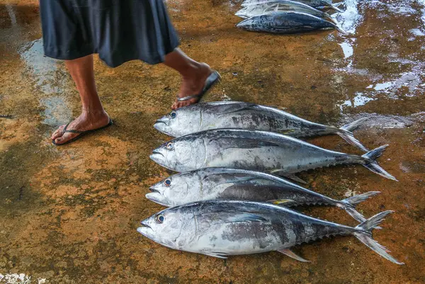 Sri Lanka 'daki deniz balığı pazarı. Sokak pazarı. Taze balık satışı. Taze balık. Balık dükkanı. Restoran için ürünler. Balıkçılık. Asya mutfağı. Deniz ürünleri. Sağlıklı beslenme. Balıkçı. Yakala. Taze yemek.
