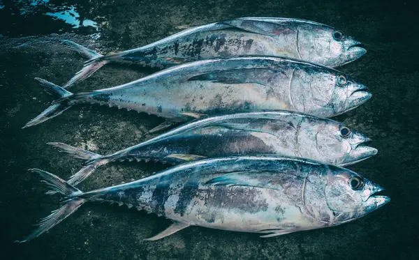 Sri Lanka 'daki deniz balığı pazarı. Sokak pazarı. Taze balık satışı. Taze balık. Balık dükkanı. Restoran için ürünler. Balıkçılık. Asya mutfağı. Deniz ürünleri. Sağlıklı beslenme. Balıkçı. Yakala. Taze yemek.