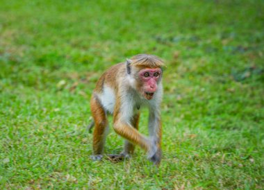 Pidurangala Kayası yakınlarındaki Macaque, Sigiriya, Sri Lanka, Asya