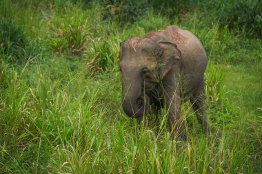 Vahşi fil Hurulu Eco Park, Havarana, Sri Lanka, Asya 'da besleniyor. Vahşi Fil Safarisi.