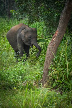 Vahşi fil Hurulu Eco Park, Havarana, Sri Lanka, Asya 'da besleniyor. Vahşi Fil Safarisi.